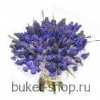 Мускари. Мускари. Нежнейшие цветы наполнят день легкостью весны!