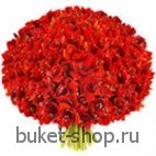 101 Амариллис. Амариллис. Фантастический букет из 101 красного Амариллиса
