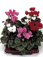 �������� ����. . 