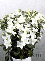 ������. . �������� ������ BUKET-SHOP.RU