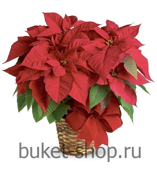  -  . .   BUKET-SHOP.RU