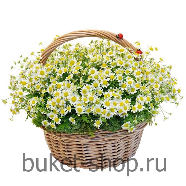   . .   BUKET-SHOP.RU