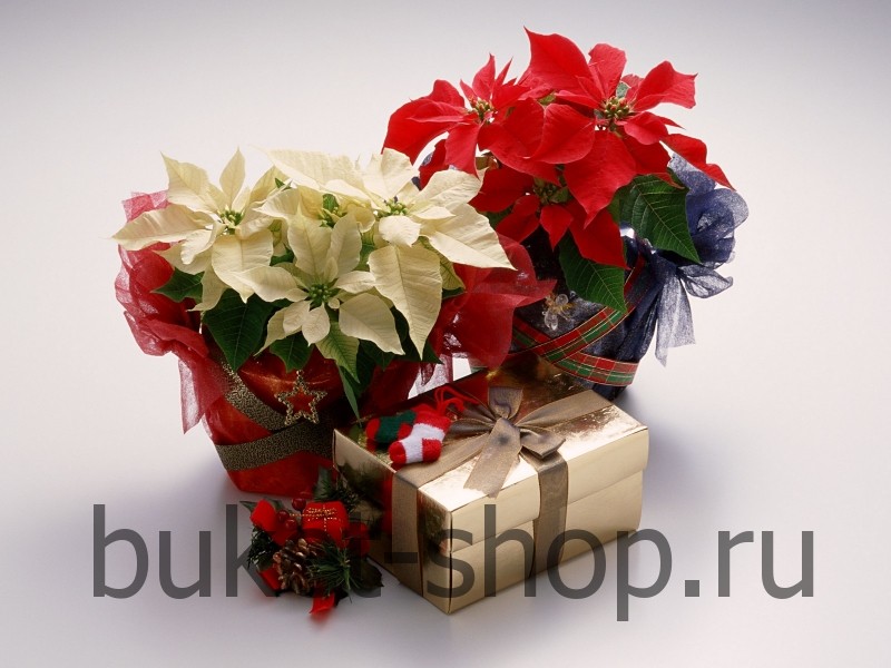 ���������� ���� �������. . �������� ������ BUKET-SHOP.RU