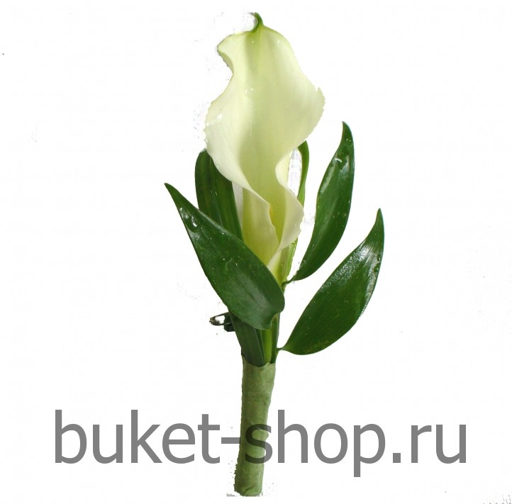 ���������� �1. �����. �������� ������ BUKET-SHOP.RU