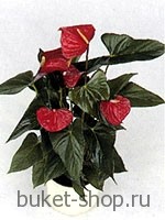 ��������. . �������� ������ BUKET-SHOP.RU