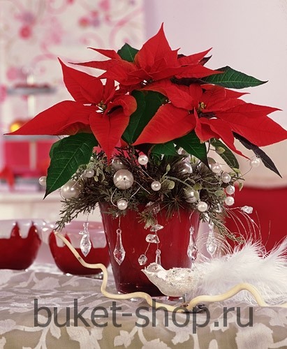 ���������� ���������� �55. ����������. �������� ������ BUKET-SHOP.RU