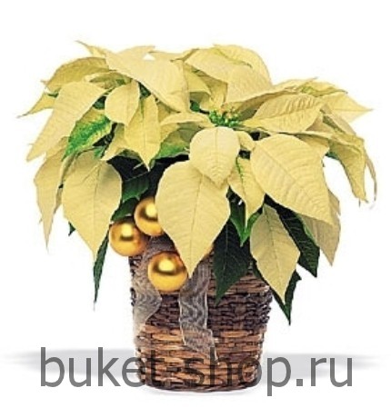 ���������� ���������� �49. ����������. �������� ������ BUKET-SHOP.RU