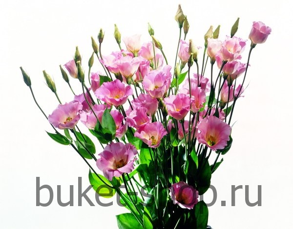 . .   BUKET-SHOP.RU