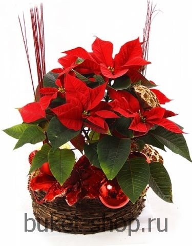 ���������� ���������� �41. ����������. �������� ������ BUKET-SHOP.RU