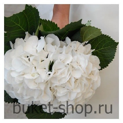 ����� ������� �53. ���������. �������� ������ BUKET-SHOP.RU