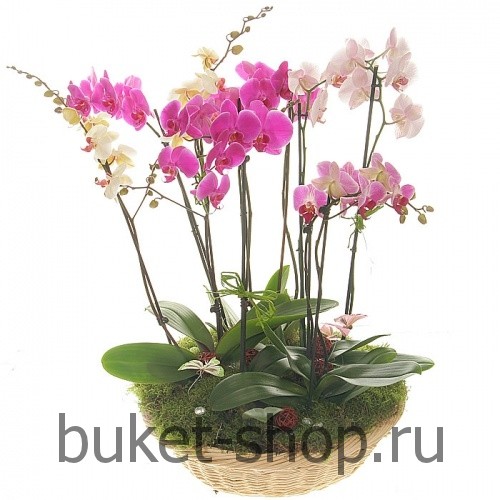 . .   BUKET-SHOP.RU