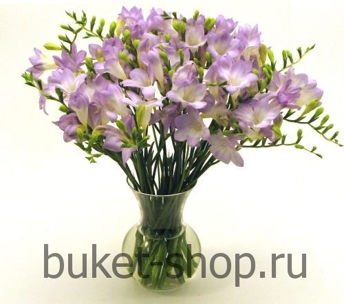 . .   BUKET-SHOP.RU